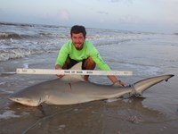 Sharkaholics - Zach Crain