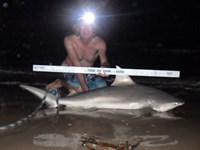 Sharkaholics - David Crain