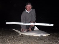 Sharkaholics - David Crain
