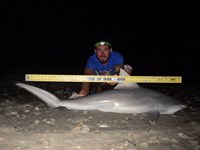 Sharkaholics - Zach Crain