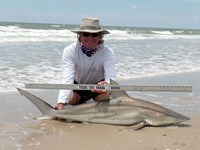 Sharkaholics - David Crain