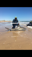TEAM H&J SHARK HUNTERS - CELESTINO  ABREGO
