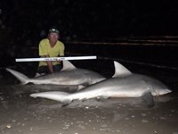 Sharkaholics - David Crain