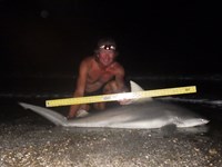 Sharkaholics - David Crain