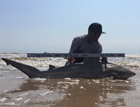 Shark Tribe - Jimmy Limon