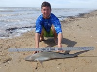 Sharkaholics - Zach Crain