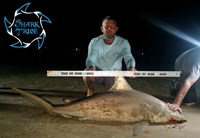 Shark Tribe - Brice Walker