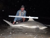 Sharkaholics - David Crain