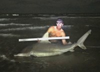 Shark Tribe - Tim Merchant