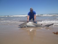 Sharkaholics - Ron Richmond