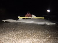 Sharkaholics - Zach Crain