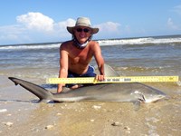 Sharkaholics - David Crain