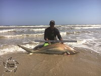 Shark Tribe - Tim Merchant
