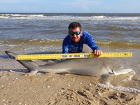 Sharkaholics - Zach Crain