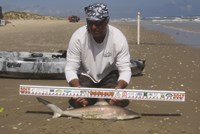 Shark Tribe - Tim Merchant