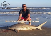 Shark Tribe - Brice Walker