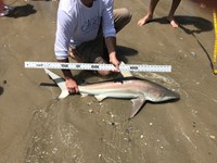 Reel Jacked Sharkers - Joe  Jones