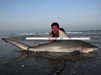Sharkaholics - Zach Crain