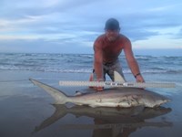 Sharkaholics - Ron Richmond