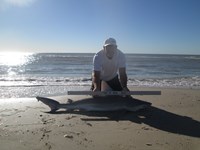 Sharkaholics - Ron Richmond