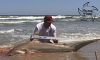 Shark Tribe - Jimmy Limon