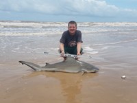 Shark At The Moon - Nick Fuller