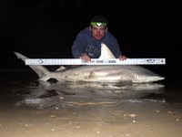 Sharkaholics - Jimmy Lynch