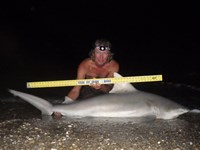 Sharkaholics - David Crain