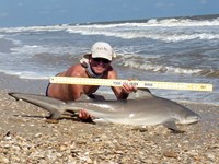 Sharkaholics - David Crain