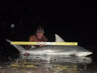 Sharkaholics - David Crain