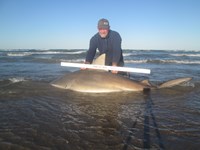 Sharkaholics - Ron Richmond