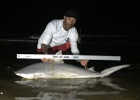 Shark Tribe - Jimmy Limon