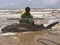 Shark Tribe - Jimmy Limon