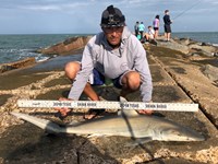 Shark Tribe - Jimmy Limon