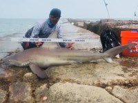 Shark Tribe - Jimmy Limon