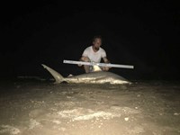 Shark at the Moon - Robert  Benoit