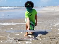 Texas Shark Research Team - Ayden Johnson