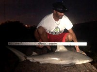 Shark Tribe - Jimmy Limon