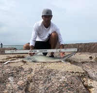 Shark Tribe - Jimmy Limon