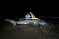 Fishing  Locos  - Jose Zavala