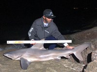 Shark Tribe - Jimmy Limon
