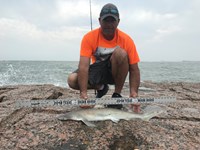 Shark Tribe - Tim Merchant