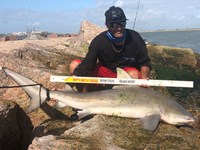 Shark Tribe - Jimmy Limon