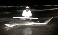 Shark Tribe - Jimmy Limon