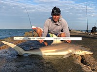 Shark Tribe - Jimmy Limon