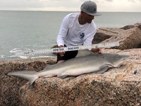 Shark Tribe - Jimmy Limon