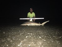 Shark at the Moon (2) - derek williams