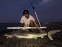 Shark Tribe - Jimmy Limon