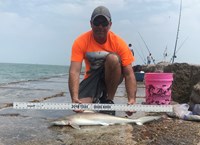 Shark Tribe - Tim Merchant