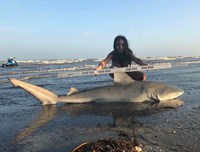 Shark Tribe - Tiffany Limon